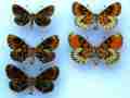 Melitaea trivia (verso abberations, collection) (Internet Image property of respective owner, non-commercial use only)